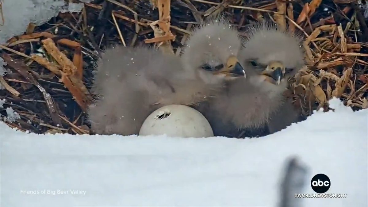 In Big Bear, CA, eagles Jackie and Shadow have captured the hearts of people across the world as they become parents again after laying three eggs. Two eggs have already hatched, and a third one is on the way. David Muir reports on the growing family.