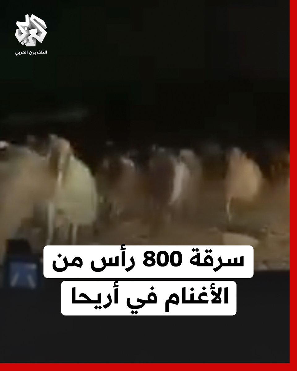 مستوطنون يسرقون 800 رأس من الأغنام من عائلة الطريفات خلال اقتحامهم لمنطقة رأس عين العوجا في أريحا