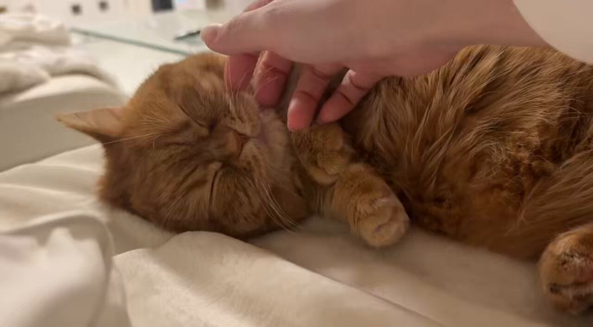 ふわっふわのお腹を堪能… ﾃﾞｷﾅｶｯﾀ( ´∵｀)