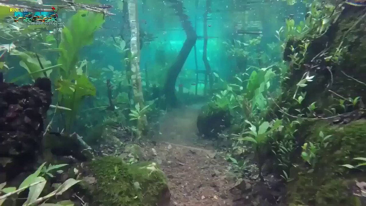 Heavy rain in Brazil transformed a hiking trail into an underwater forest
