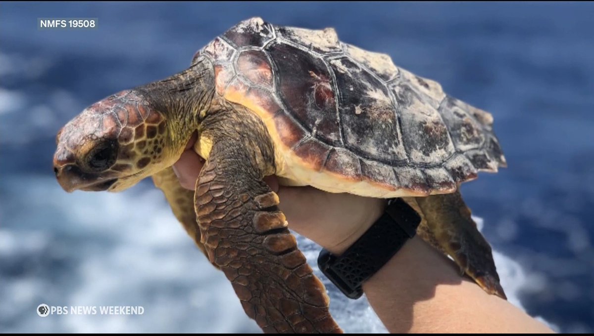 Sea turtles are considered one of the oldest living species on Earth, but it's been a mystery where baby sea turtles go after heading out to sea — a period known as their “lost years.” Kate Mansfield and her team of marine scientists at the University of Central Florida are working to change that. John Yang reports.
