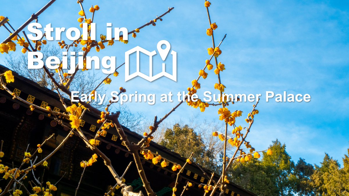 The #SummerPalace—China’s crown jewel of imperial gardens. Stroll the Long Corridor, cross the Seventeen-Arch Bridge, and marvel at the Tower of Buddhist Incense. In spring, wintersweet blooms fill the air, drawing visitors to this blend of history and nature. #VisitBeijing