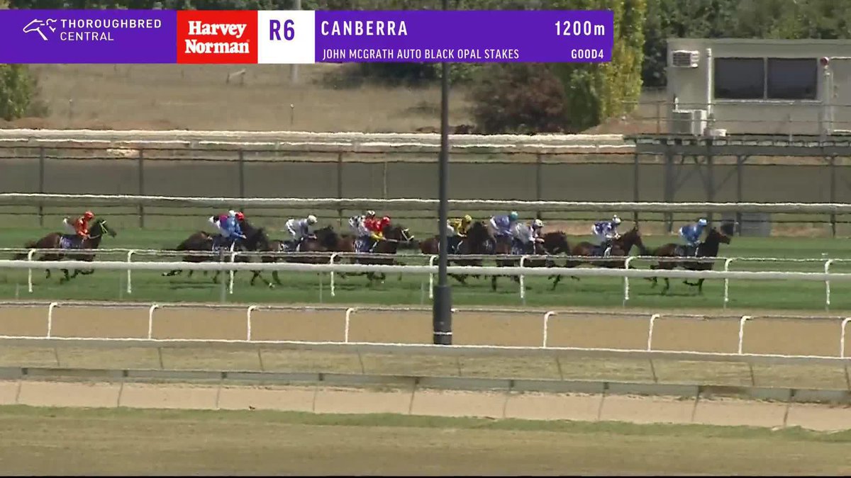 King Of Pop WINS the Black Opal Stakes! 🏆 Zac Lloyd with a masterful display in the saddle!