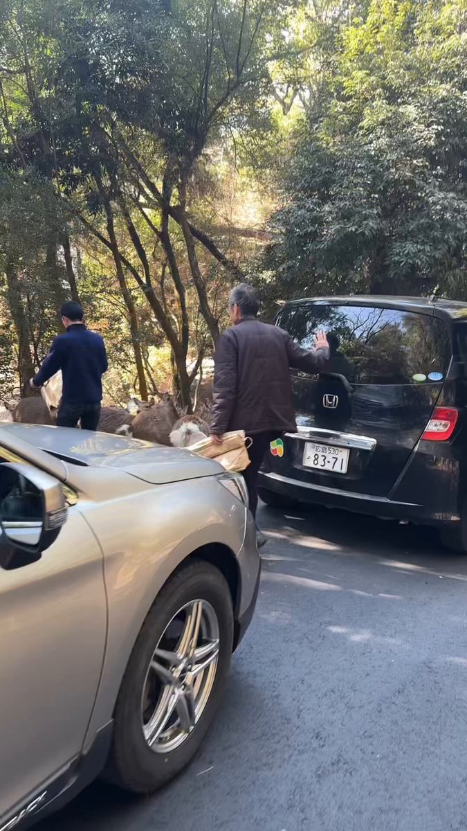 本日も宮島の鹿さんにごはんをお届けしました🦌📦🌱 皆様からご支援頂きました人参、キャベツ、チモシー、オーツヘイ、どんぐり、黒豆などを鹿さんに配って周りました🦌❣️ 宮島包ヶ浦自然公園へのホテル誘致の白紙撤回を求める署名も、あと少しで終了となります。 ホテルができると鹿さんの貴重な芝地が奪われて、今でも給餌なしでは生きられないのに、さらに食べ物がなくなります🥺 ご署名くださりました皆様ありがとうございます。また、たくさん拡散して頂き感謝申し上げます。ラスト1日とちょっと、最後まで1筆でも多く集めます🌌✨ 署名（期限:3月10日まで） #宮島の鹿 #ホテル誘致反対