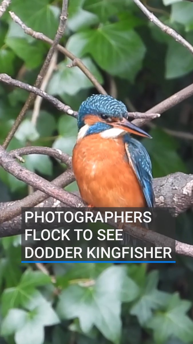 Photographers and wildlife enthusiasts are making a daily pilgrimage to a short stretch of river in Dublin to catch a glimpse of one of Ireland's most striking and elusive birds - the kingfisher.
