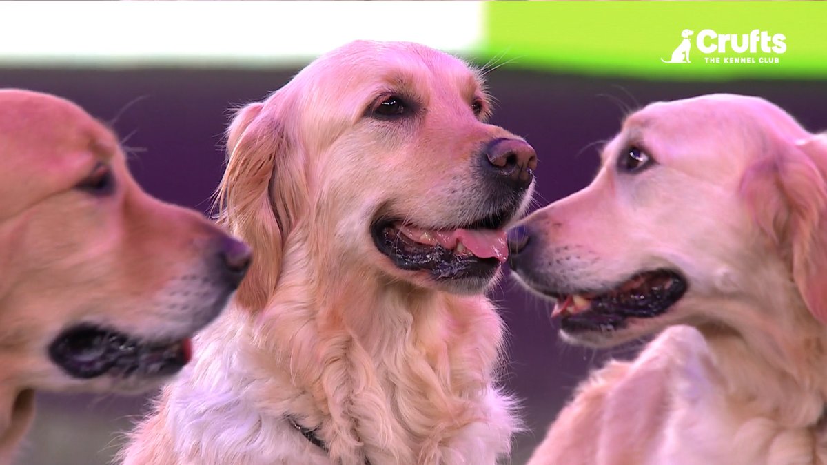 The Southern Golden Retrievers are lighting up the green carpet on the final day of Crufts 2025! ✨ 💚 #Crufts #Crufts2025 #GoldenRetrievers