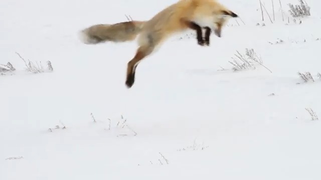 Spring Forward! ⏰ Just like this red fox, it’s time to take a leap into longer days! More daylight means more time to explore, discover and enjoy your public lands. Video by Yellowstone National Park