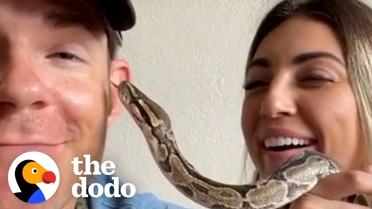 Nature is Amazing ☘️ Couple finds an abandoned python at the park and gives her a bubble bath — watch her come to life 😍