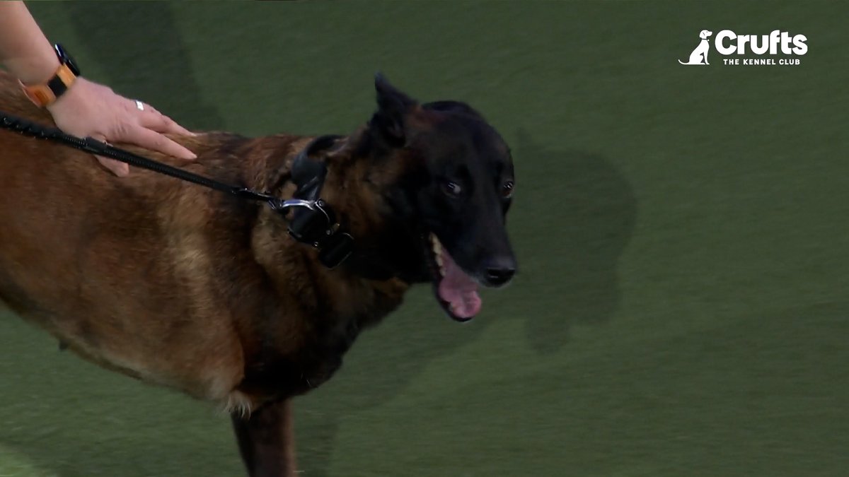 After a lifetime of incredible service, Baloo the retired police dog is your winner of The Kennel Club Hero Dog Award 2025! 🏆 👮‍♂💙 #Crufts #Crufts2025 #BlueTheHero #KennelClubHeroDogAward