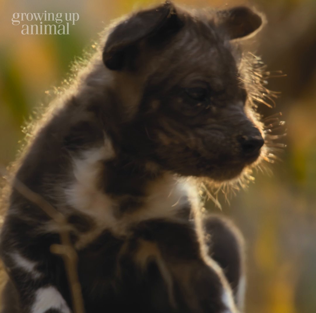 Among African wild dogs, the responsibility of raising young pups is shared by the entire pack—so there's never a need to worry about calling a babysitter! #GrowingUpAnimal is now streaming on Disney+.