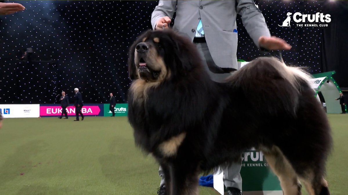 Two-year-old Tibetan Mastiff Viking wins the Working Group and heads to Best in Show! 🏆🐾 Watch the finale of Crufts 2025 via our YouTube! #Crufts #Crufts2025