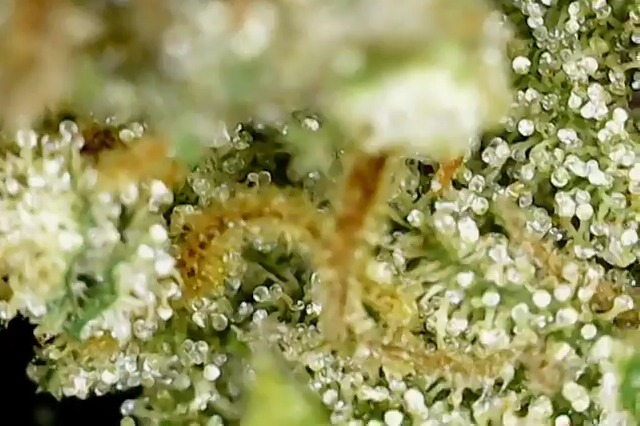 Banda asi los tricomas de nuestra GORILLA 9MX. 🔬💎🦍⑨🇲🇽