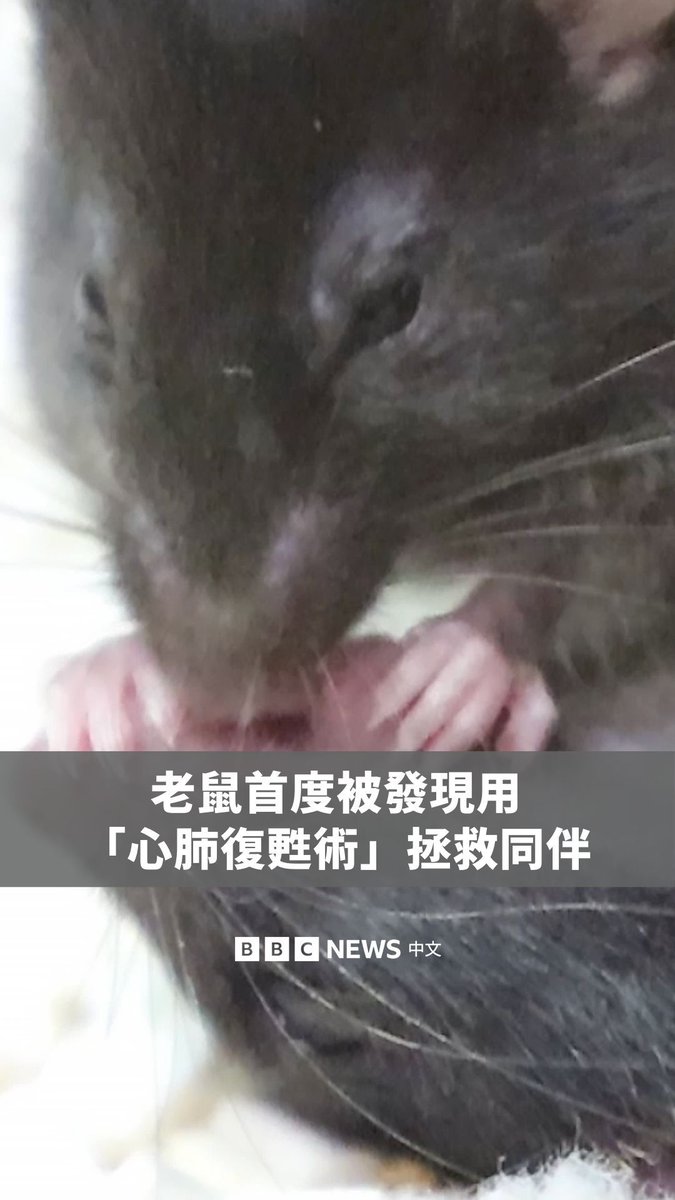 一项美国南加州大学的研究显示,老鼠会以“心肺复甦术”本能地唤醒无反应的同伴,与人类的行为相似。研究人员观察到它们会试图打开同伴的呼吸道,并用爪子抚摸和舔舐。 该研究的作者表示,这是第一项记录动物进行此类“紧急反应”的研究。
