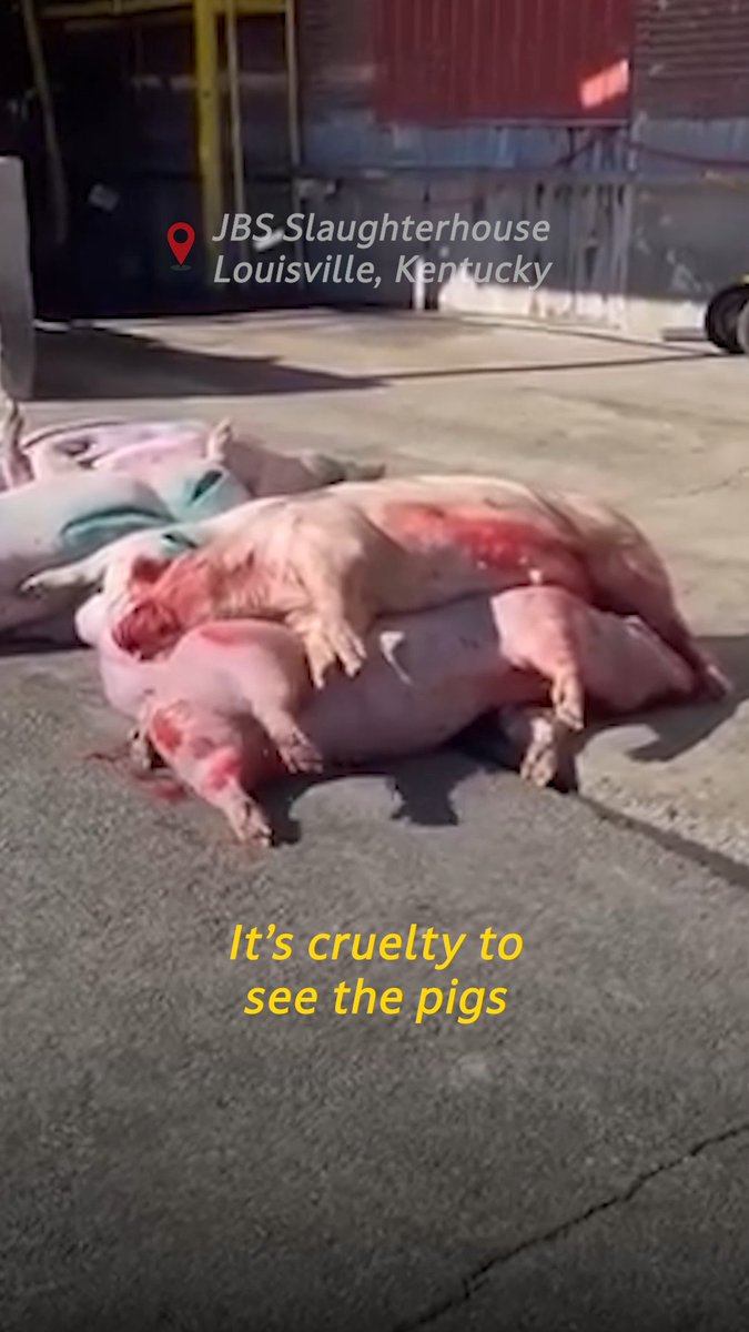 A former JBS Slaughterhouse worker shares REAL footage—people wading in waste, organs everywhere, & apparently conscious pigs left to die. JBS rakes in billions while violating animal welfare laws, endangering workers & the public, & being fined millions for child labor violations.