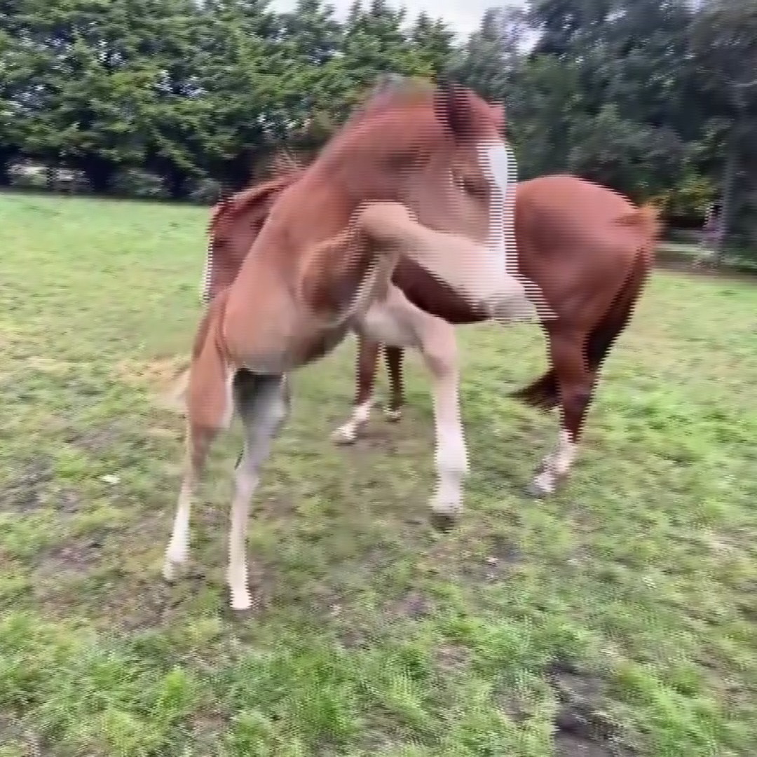 Foals just want to have fun! 🙌