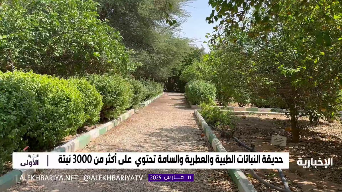 رئيس قسم العقاقير في كلية الصيدلة د. محمد الحوال: حديقة النباتات الطبية في جامعة الملك سعود أسهمت في دعم البحث العلمي #النشرة_الأولى | #الإخبارية