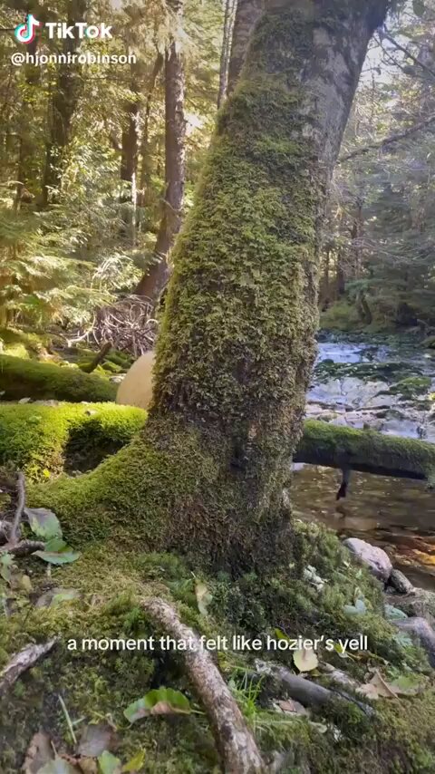 Up close with a Spirit Bear [📹 hjonnirobinson]