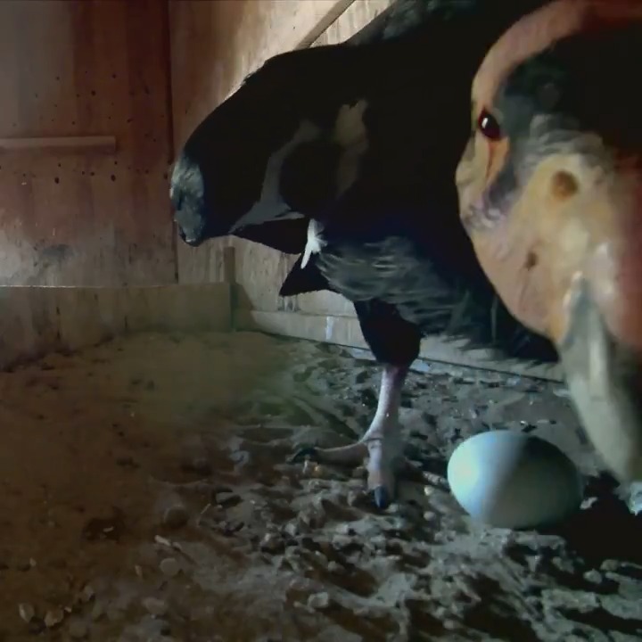 Egg-cellent news! 13 California condor eggs have been laid so far at our wildlife conservation center, and more could be on the way.