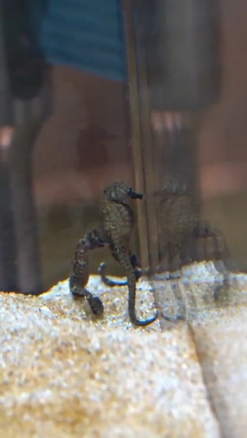 サンゴタツも🐉🐉🐉🐉🐉 すーいすーい🐉🐉🐉🐉🐉 すいようび～🐉🐉🐉🐉🐉