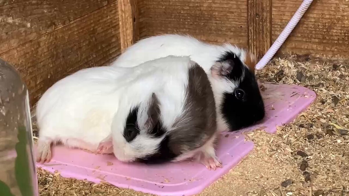 のびきったおもちちゃんと、大あくびのしらたまちゃん🐹 #牧歌の里 #モルモット