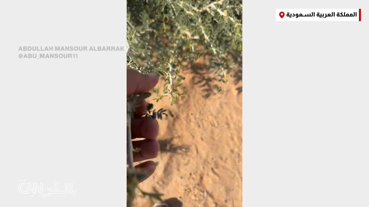 يعبر مئات الكيلومترات بحثًا عن نباتات نادرة.. هكذا يبدو يوم في حياة سعودي تحوّل إلى "نجمٍ بيئي"
