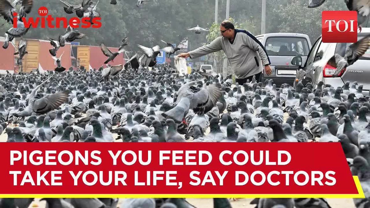 #IWitness | Doctors warn that feeding #pigeons could be killing you In #Mumbai, doctors say there has been a fivefold increase in cases of hypersensitivity pneumonitis, which can cause irreversible scarring of lungs. And in nearly all cases there is a common link — exposure to pigeon droppings. In #Delhi too, cases are being reported and a popular #pigeon feeding spot demolished. Watch for details