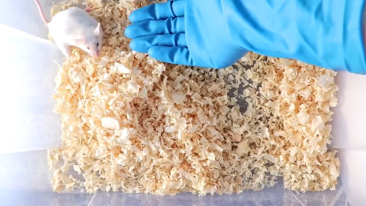 🔬 What is a humanized mouse, and why is it essential for medical research? Watch our video to learn how these models help fight diseases like cancer and HIV. 🎥👇 📄 More info: #AnimalResearch #MedicalBreakthroughs