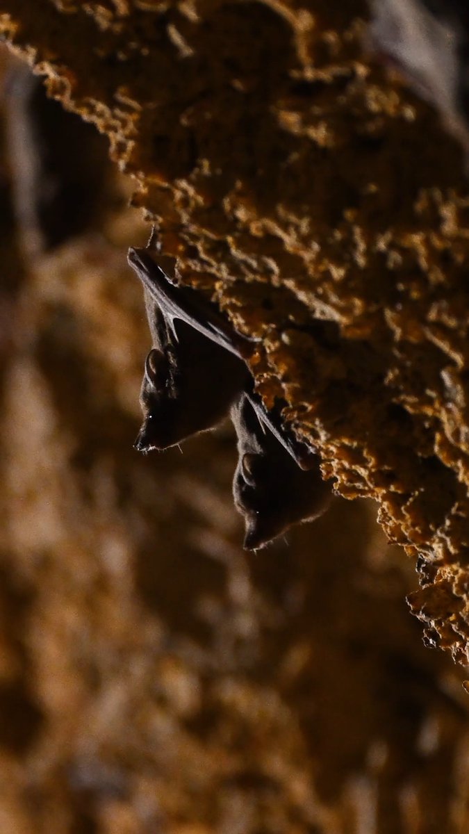 Don't get hit by the FOMB: Fear Of Missing Bats! Discover our new Night Watch video series.