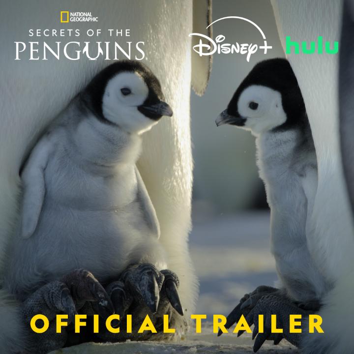 Think you know penguins? Think again 🐧 Join Bertie Gregory as he explores the unexpected and surprising lives that penguins lead. #SecretsOfThePenguins premieres April 20 on National Geographic TV, streaming next day on Disney+ and Hulu. #ourHOME