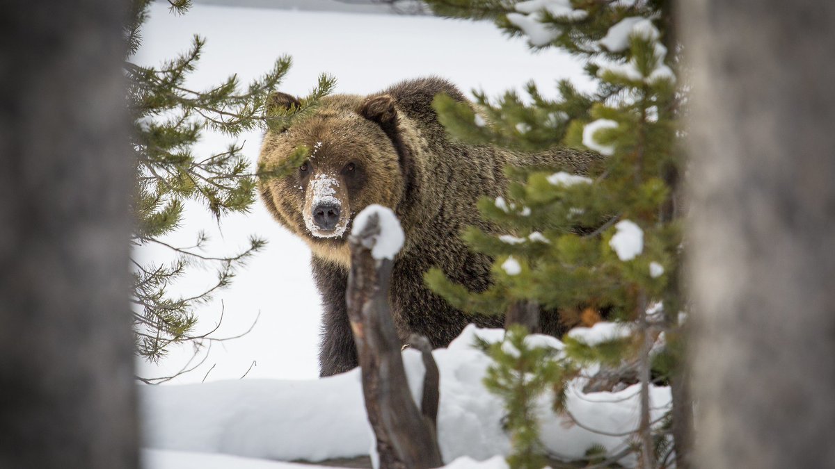 It’s that time of year when bears are coming out of hibernation, and staff observed grizzly bear tracks in the northern part of the park on March 9. Carry bear spray &amp; know how to use it. Stay alert &amp; make noise to avoid surprises.
