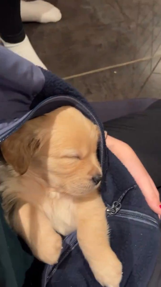 sleeping puppy is cute 🐕♥️