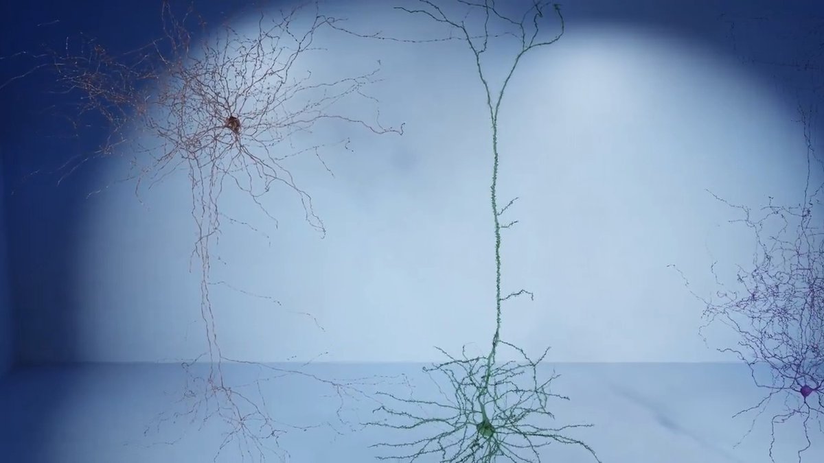 Neurons are amazing Energetically expensive to power but magnificent integrative units each with a mitochondrial information processing system (MIPS)