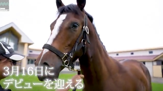 ラヴアンドホープ が 3月16日(日) 阪神競馬場 第5レース 3歳未勝利 (芝2000m、12:15発走)でデビューします! デビュー戦の前にスペシャル動画をぜひご覧ください! #BanusySpecialMovie
