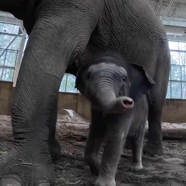Teeny Tiny Tula Time The newest member of the elephant family hit a big milestone this week: Tula-Tu now weighs over 300 pounds. Thanks to lots of milk from her mom Rose-Tu, she's gaining about two pounds each day. Way to grow!