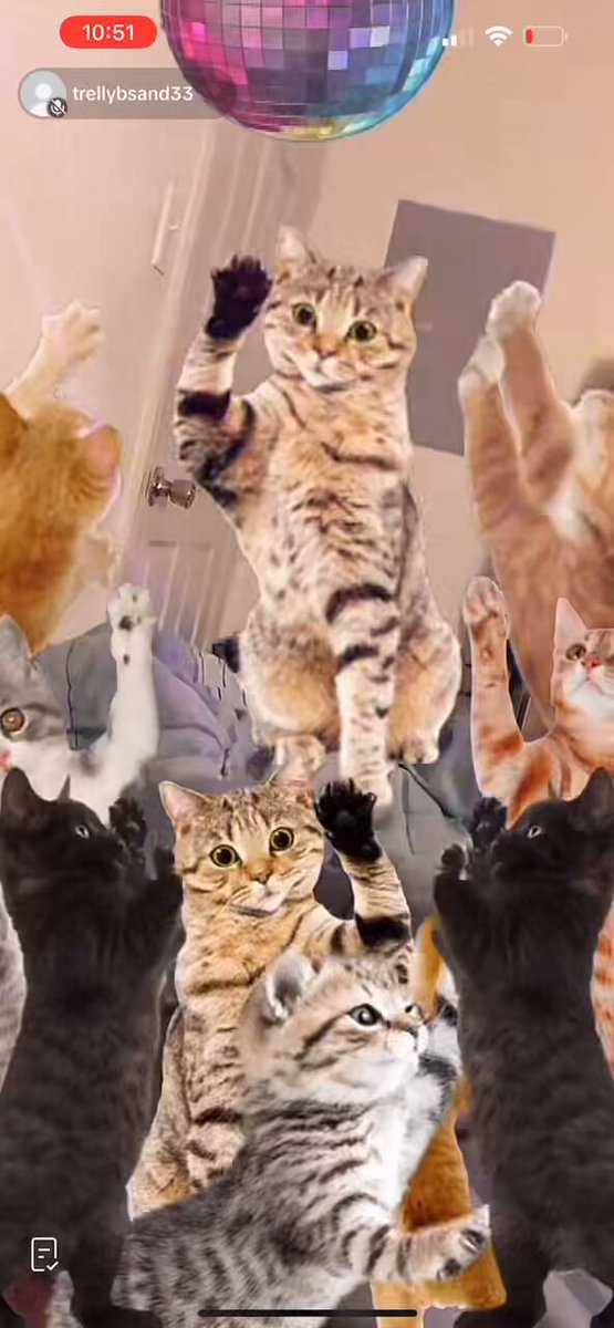 Starting to love this cat filter 😮‍💨#TikTokLIVE #tiktokslip #TikTokleak #bbcflash