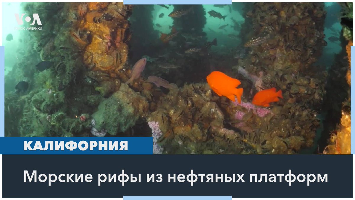 Ученые, экологи и власти Калифорнии обсуждают необычное решение: превращение стареющих нефтяных платформ в искусственные рифы. Этот подход вызывает споры, но также открывает новые перспективы для защиты морской флоры и фауны, а также развития экотуризма