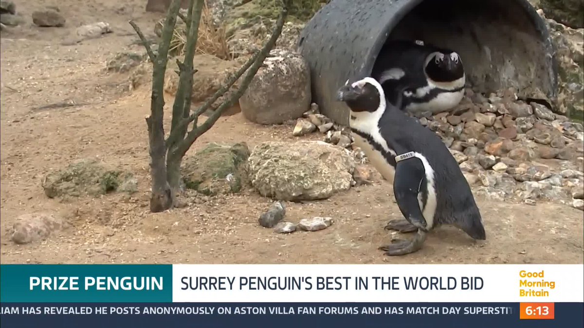 A partially-sighted penguin at a bird park in Surrey is in the running to be crowned Penguin of the Year. Squid has cataract problems. The story of how other penguins took on the role of "guide birds", to help her get around, captured hearts last year. @nickdixonitv reports.