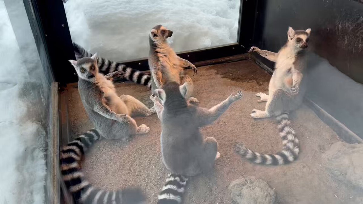 本日のワオキツネザルたち #旭山動物園 #asahiyamazoo #ワオキツネザル #ringtailedlemur #サル舎