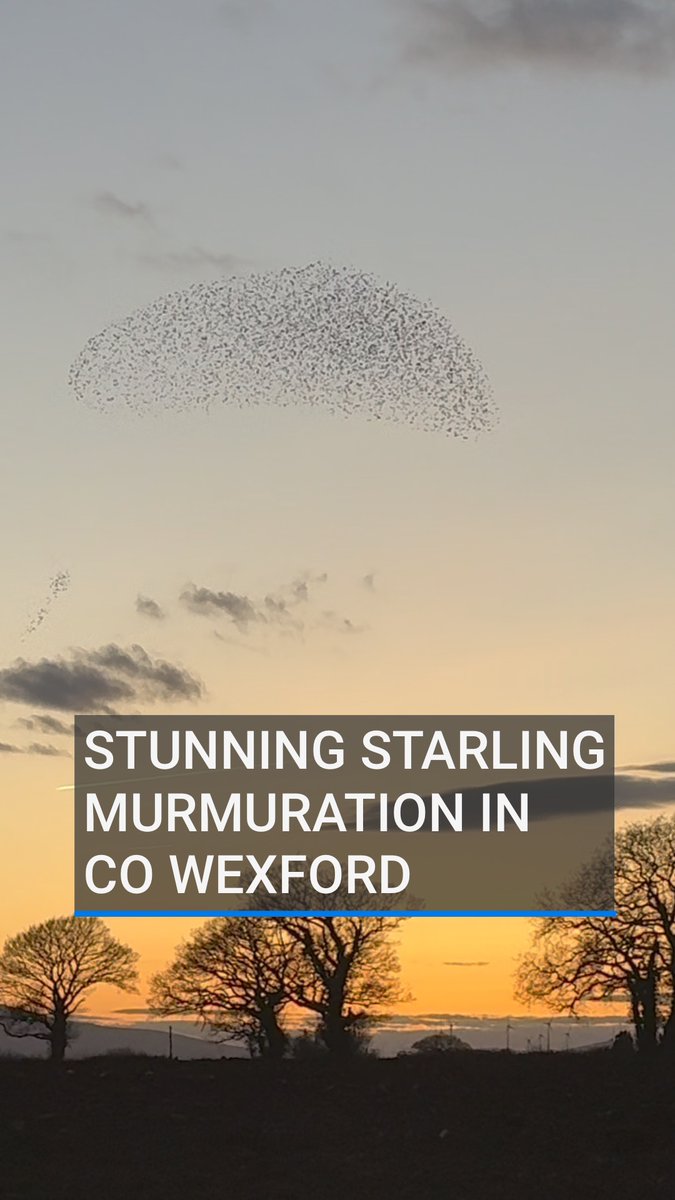 It's the season for starling murmurations. For several weeks now, people have been enjoying one of nature's greatest spectacles in the skies over Ferns, Co Wexford. Take a moment to enjoy last night's display.