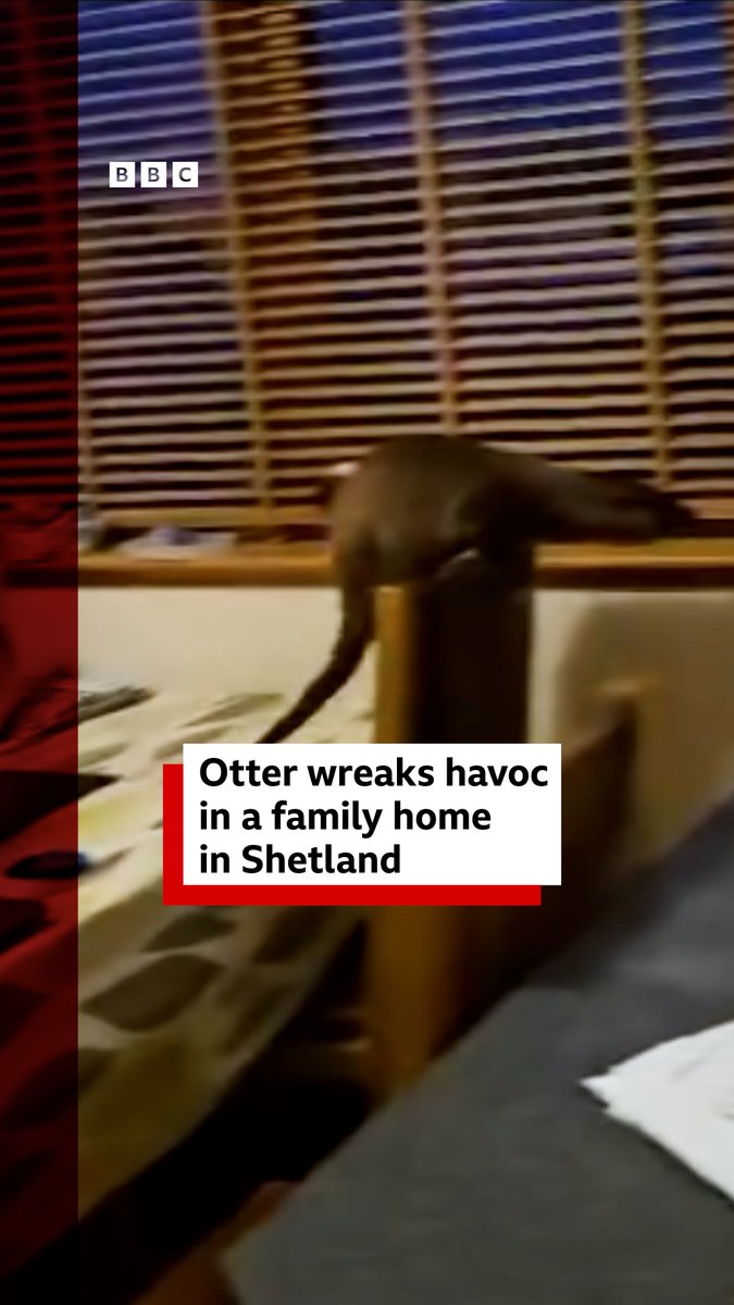 Otter wreaks havoc in family kitchen in Shetland Read more ➡️