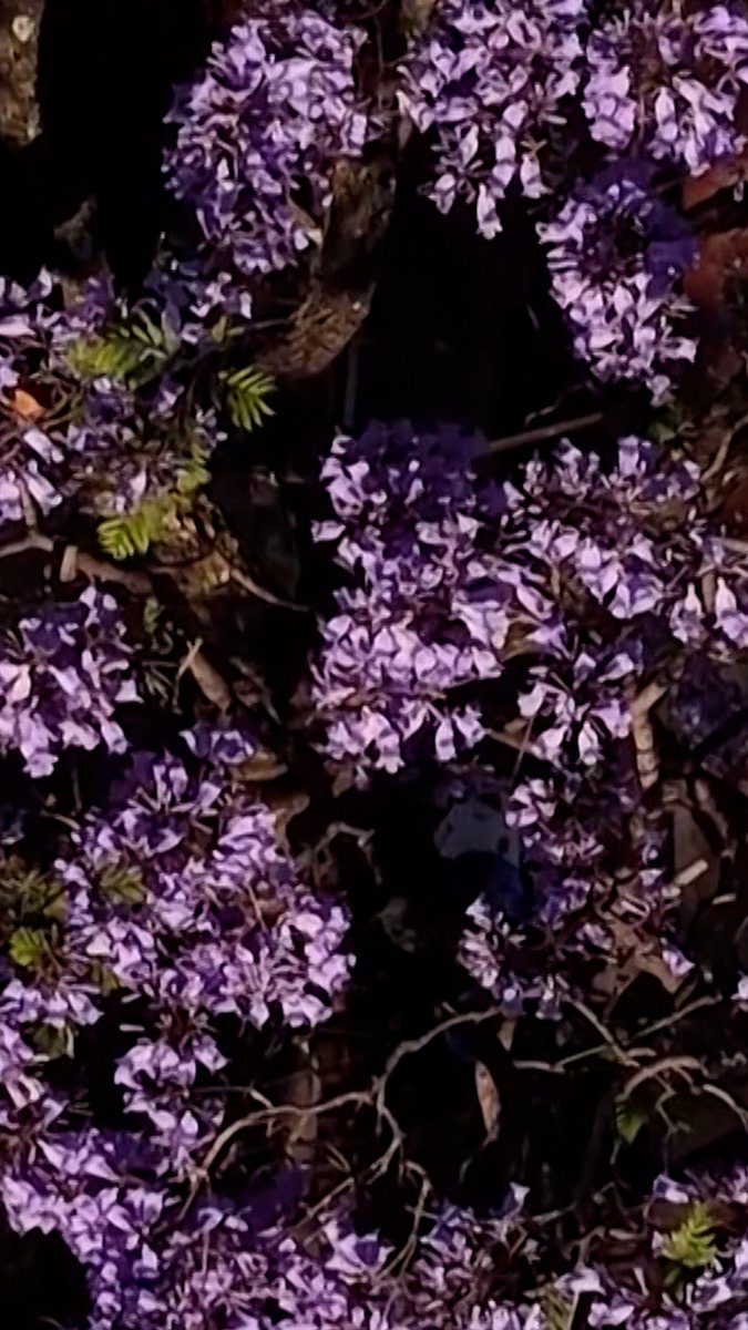 Thousands of Jacaranda trees have burst into purple bloom in Mexico City: