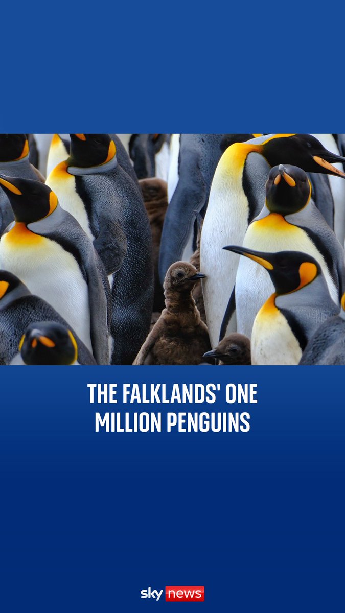The beach at Volunteer Point on the northeast tip of the Falkland Islands is home to its largest colony of king penguins. 'You hear and smell them before you see them,' says Sky News' science and technology editor Tom Clarke.