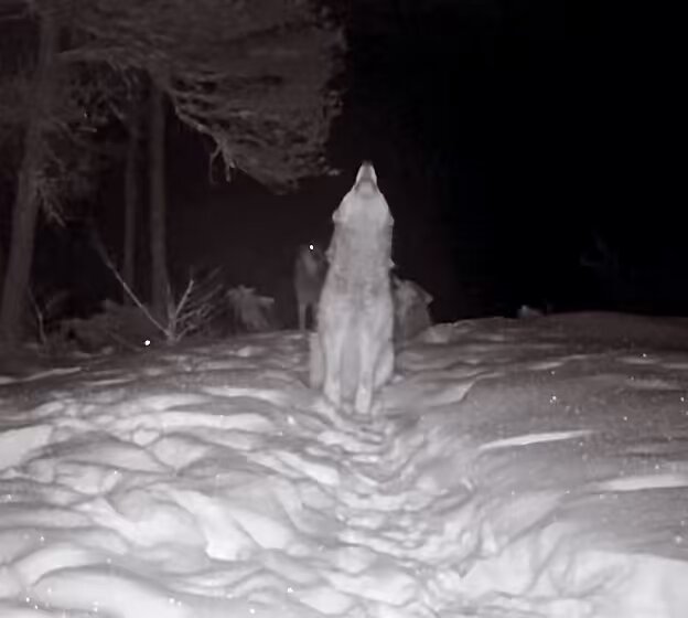I was recently asked if I had ever captured wolves howling on camera. This is one of my all-time favorite captures.