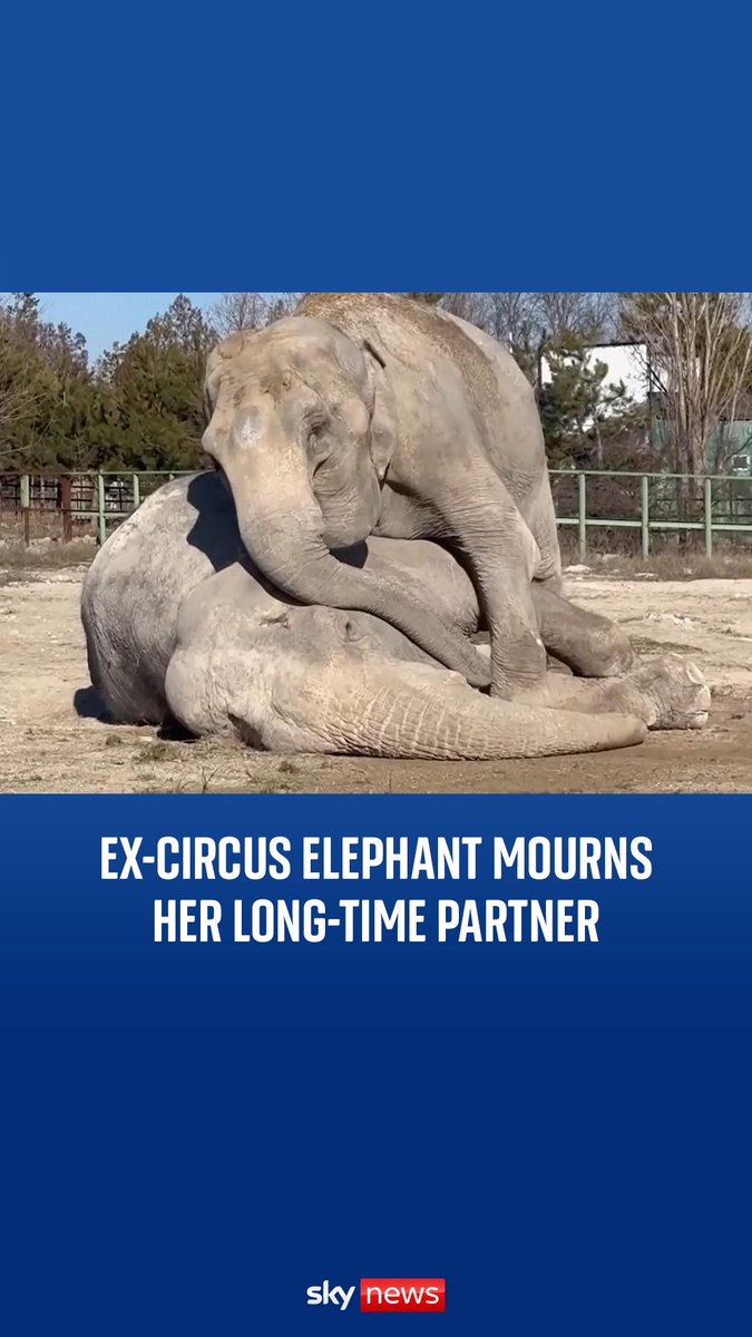 Video from a Crimean wildlife park shows an elephant appearing to mourn her long-time companion Jenny, who died at 54 from a bladder disease after retiring from the circus four years ago.