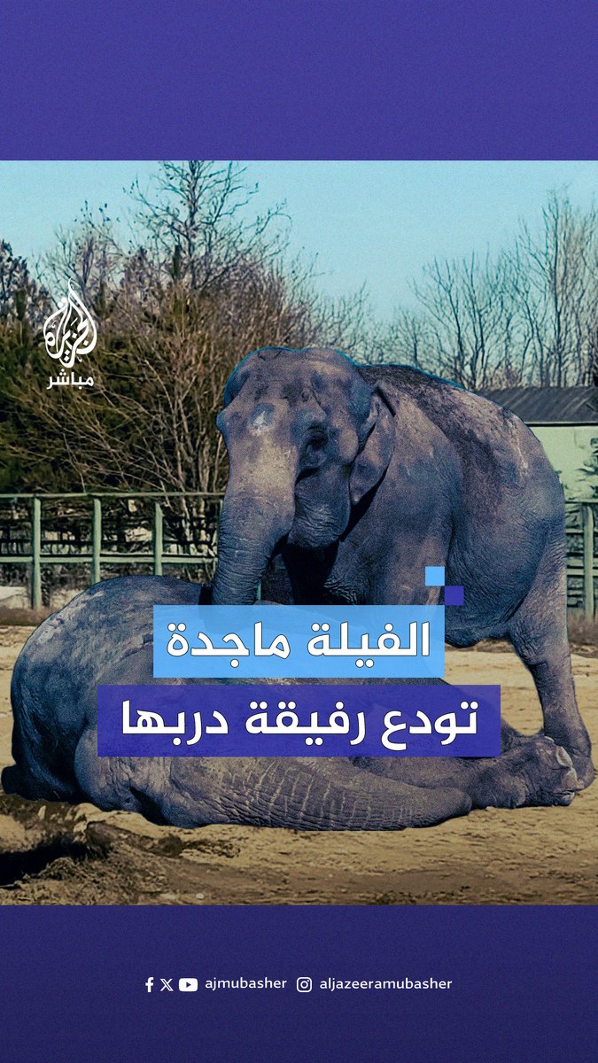نشرت حديقة أسود تايغان في شبه جزيرة القرم بـ #روسيا مقطعا يُظهر فيلة تدعى ماجدة وهي تنتحب لتوديع رفيقتها جيني التي توفيت في الحديقة بعد تزامل في العمل معا لمدة 45 عاما #الجزيرة_مباشر