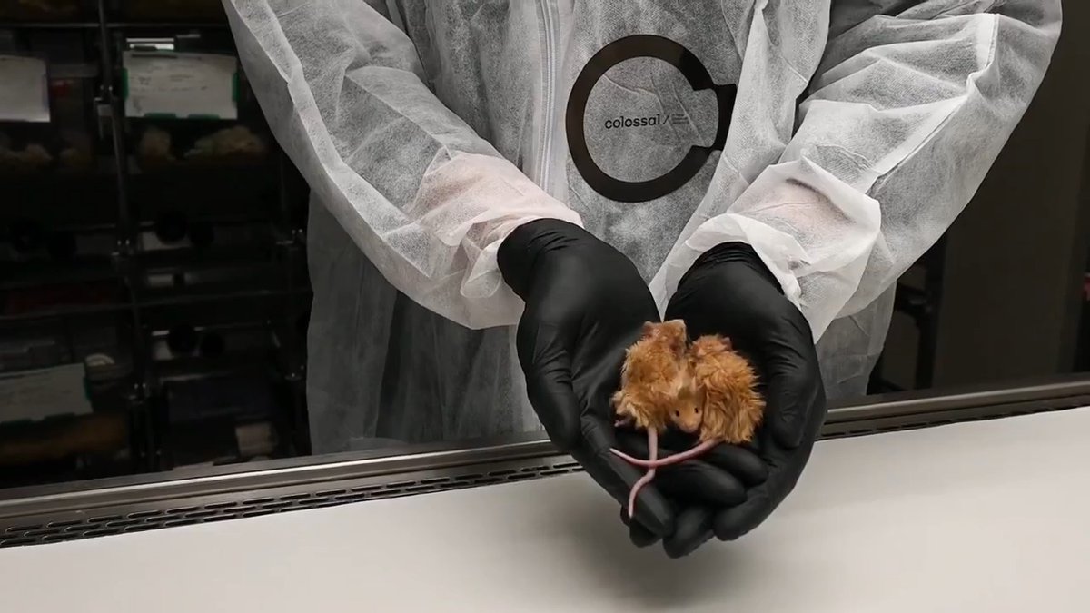 Researchers have genetically altered a mouse to express traits reminiscent of the long-extinct woolly mammoth, including a long, coarsely textured coat, to create the woolly mouse. News from Science