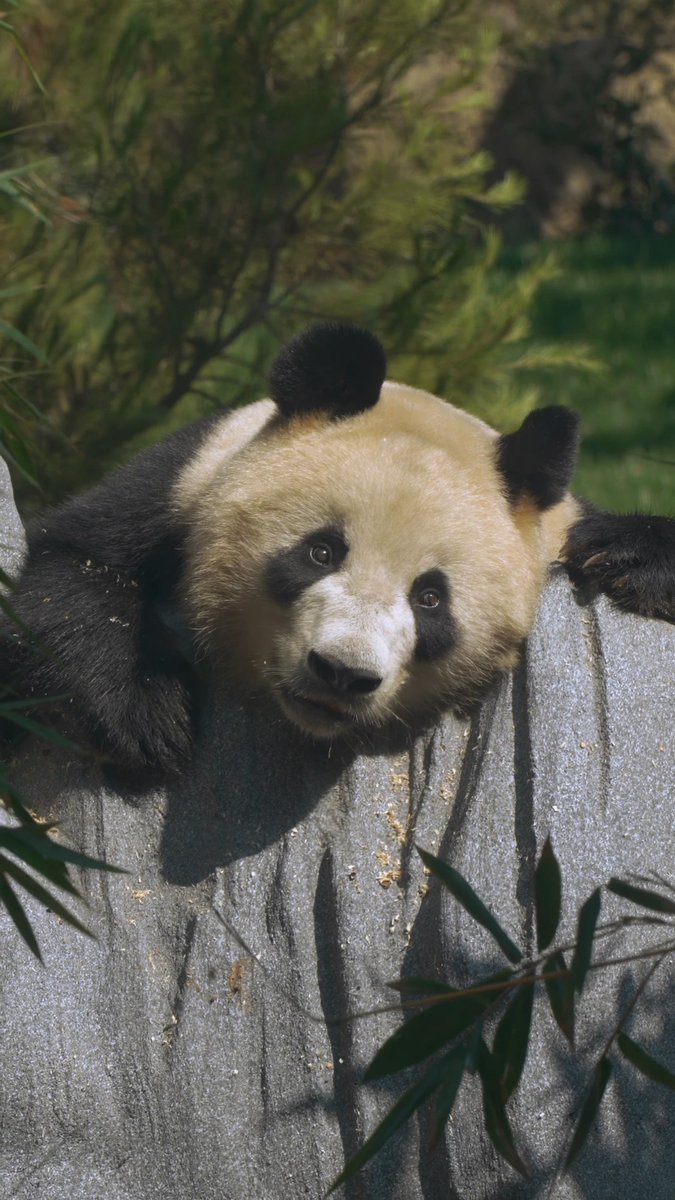Celebrating National Panda Day with some adorable antics from Xin Bao and Yun Chuan 🐼🤍