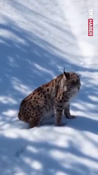 Tunceli'de nesli tükenme tehlikesi altındaki vaşak görüntülendi.