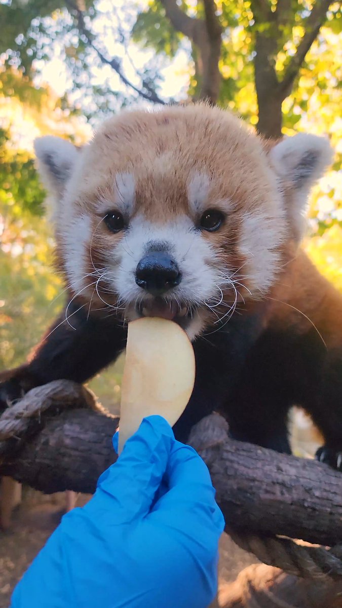 Khumbie + 🍎 = one happy lil' guy 🥰