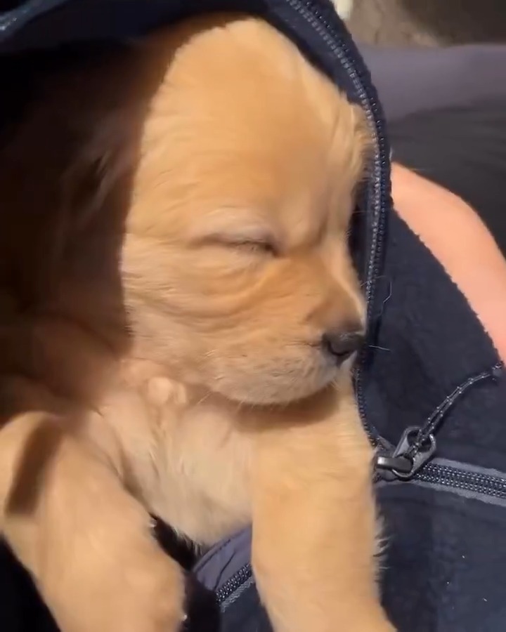 sleeping pup is cute 🐕💛